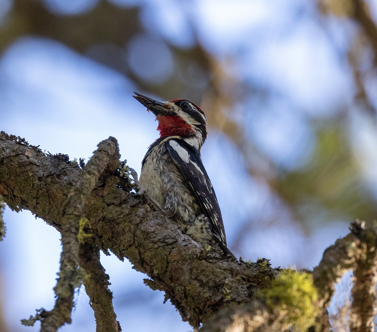 Red-naped Sapsucker - ML620894324