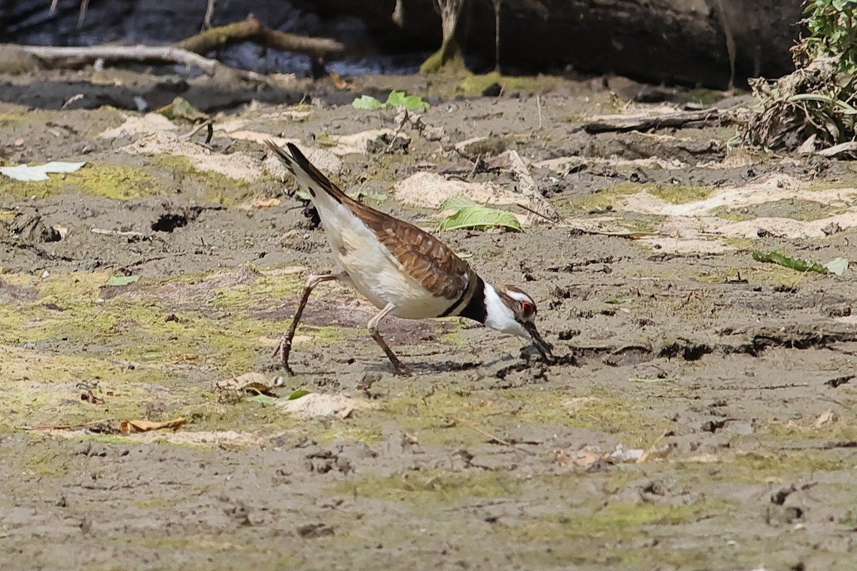 Killdeer - ML620894348