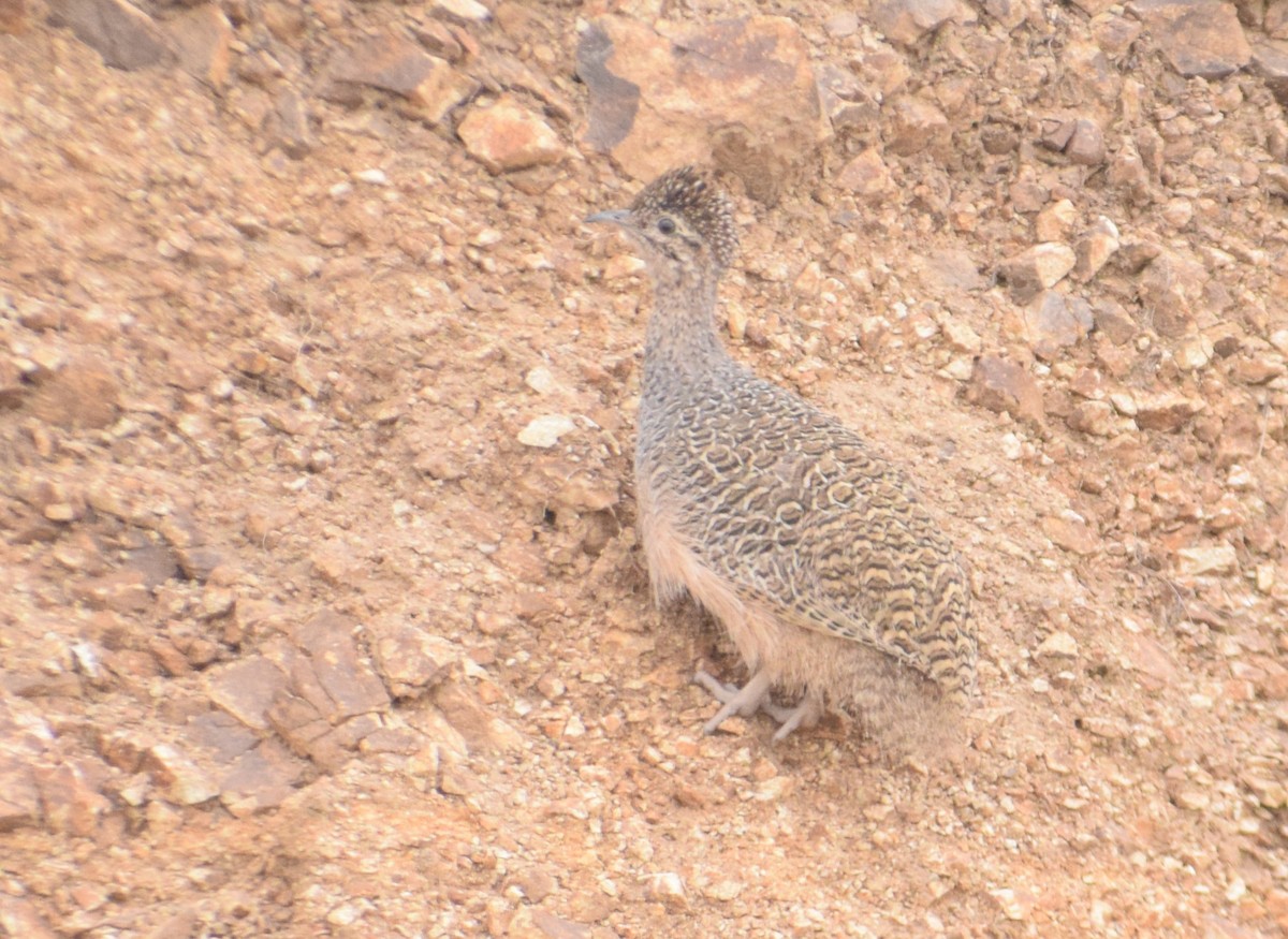 Ornate Tinamou - ML620894349