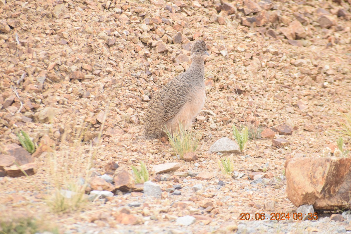 Ornate Tinamou - ML620894353