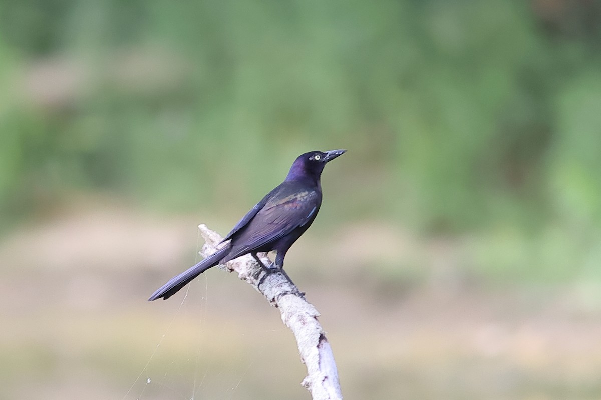 Common Grackle - ML620894356