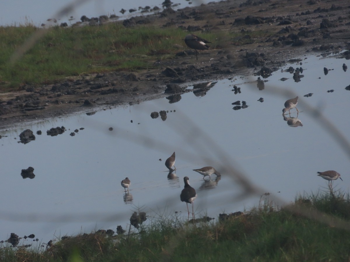 Lesser Yellowlegs - ML620894357