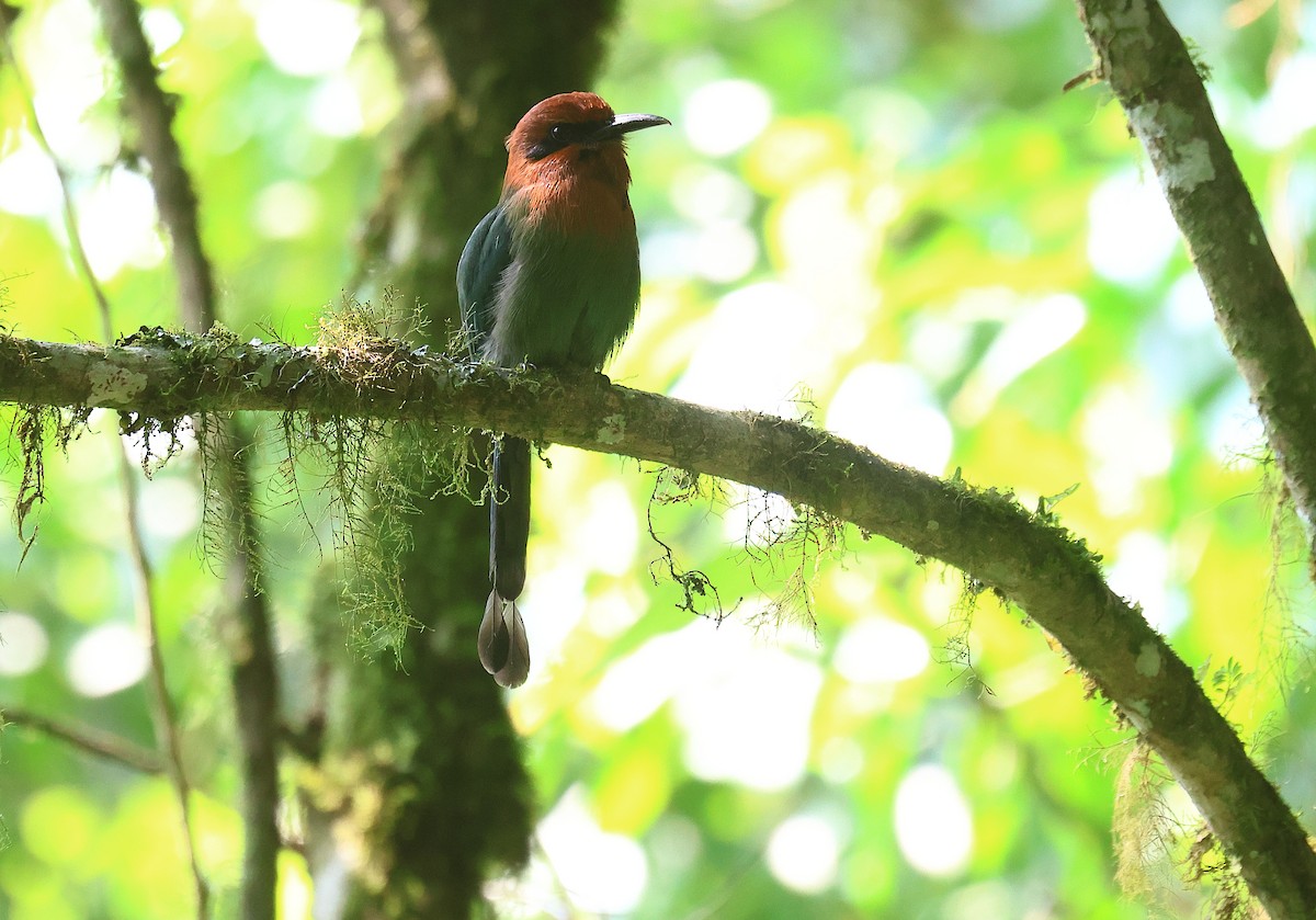 Motmot à bec large - ML620894391