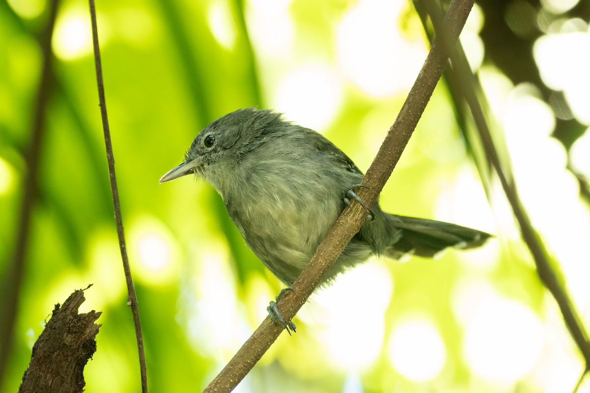 Mato Grosso Antbird - ML620894398