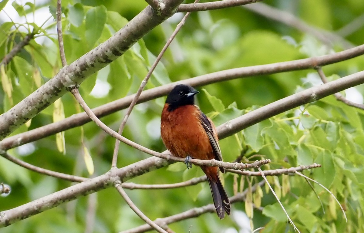 Orchard Oriole - ML620894399