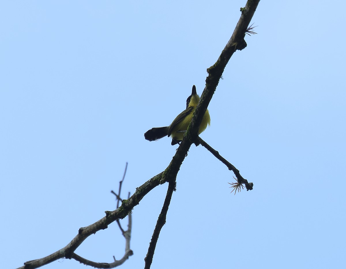 Common Tody-Flycatcher - ML620894402