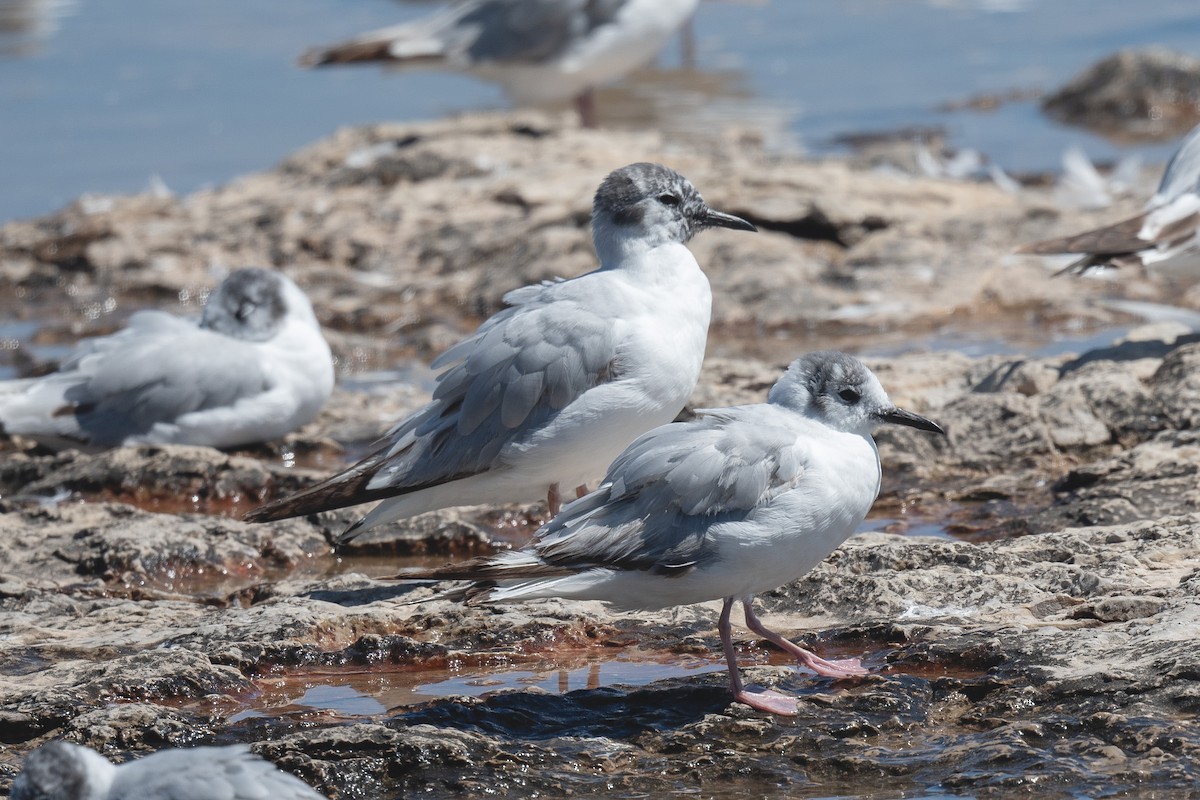 Bonaparte's Gull - ML620894403