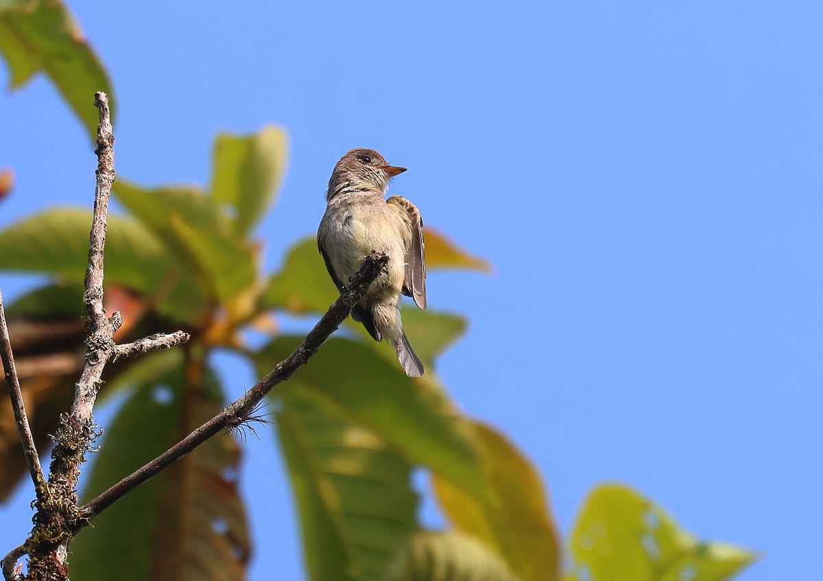 White-throated Flycatcher - ML620894407