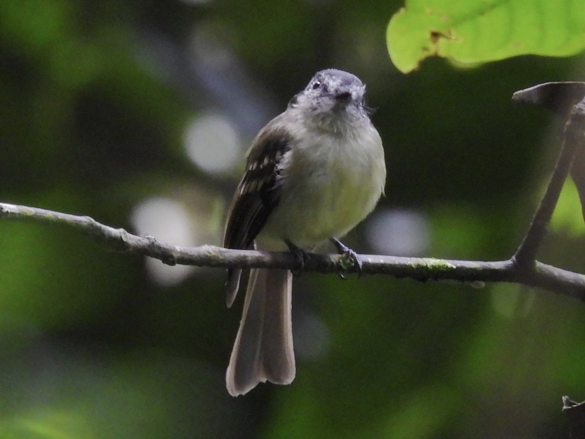 Slaty-capped Flycatcher - ML620894410