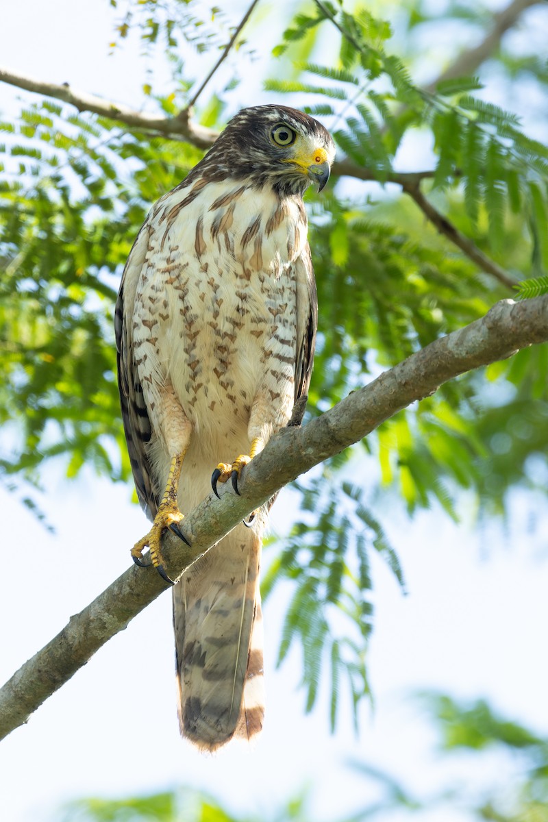 Roadside Hawk - ML620894414