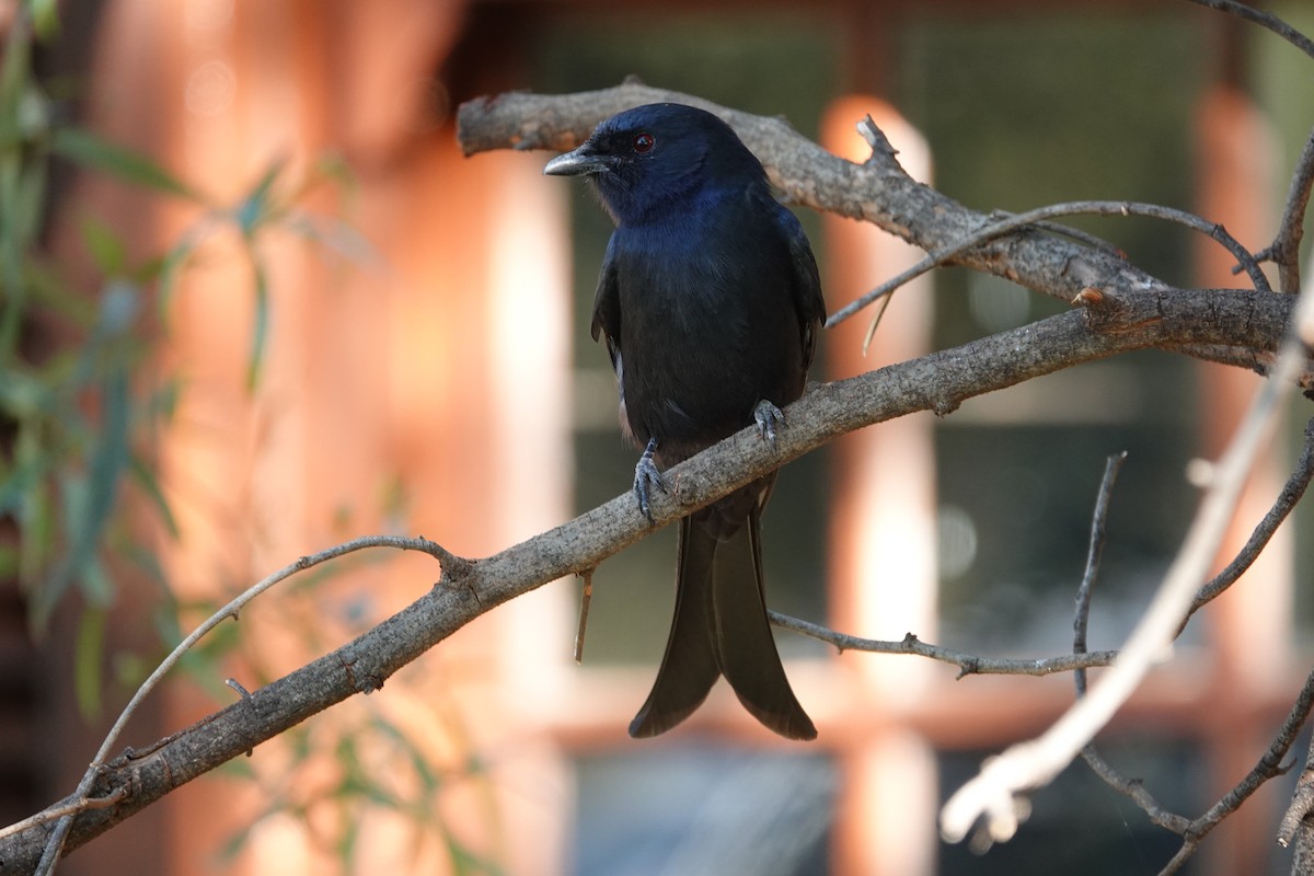 Fork-tailed Drongo - ML620894419