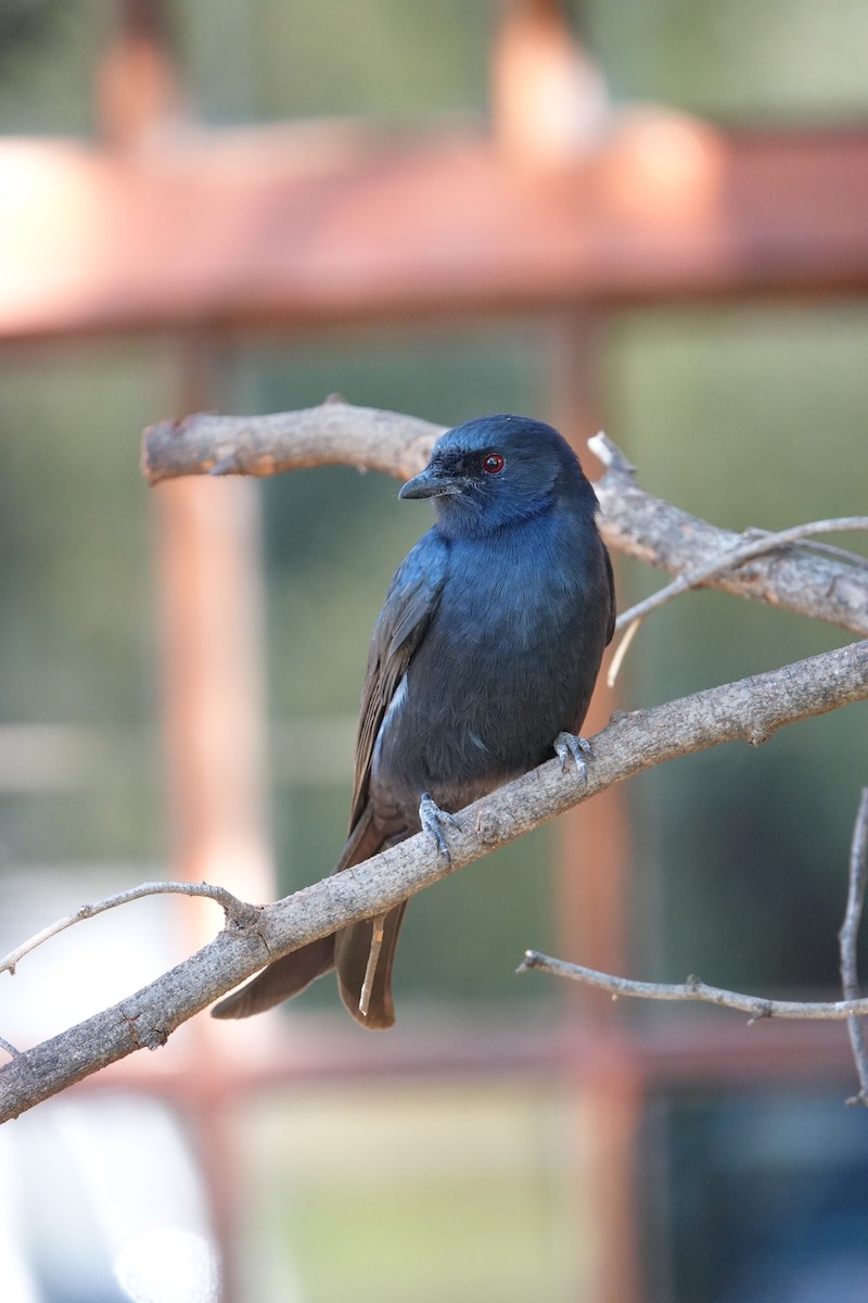 Fork-tailed Drongo - ML620894420