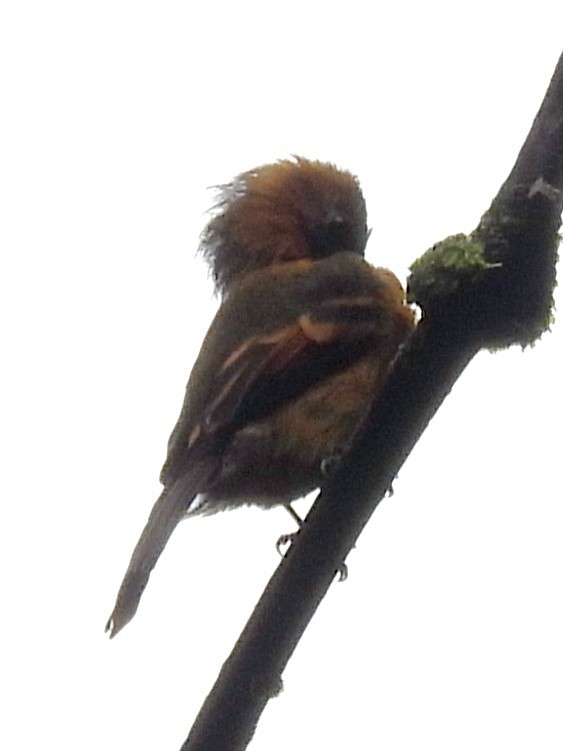 Cinnamon Flycatcher - ML620894421