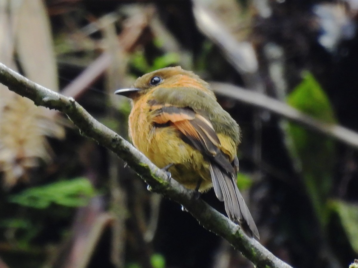 Cinnamon Flycatcher - ML620894422