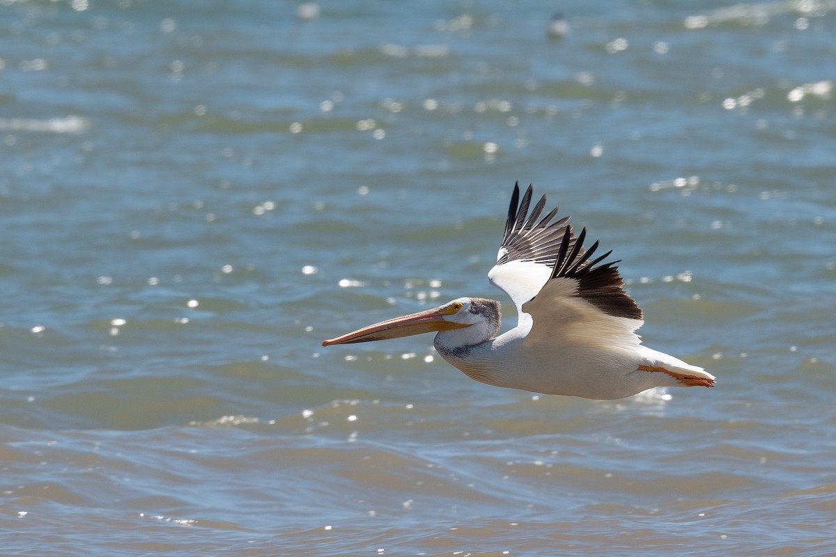 American White Pelican - ML620894425