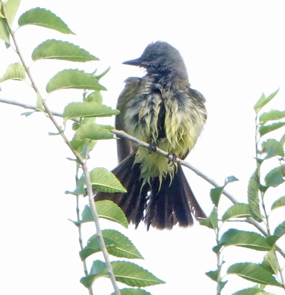 Cassin's Kingbird - ML620894432