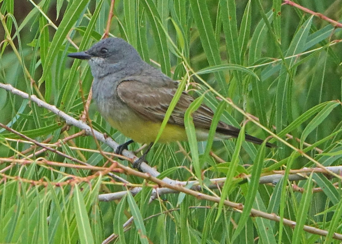 Cassin's Kingbird - ML620894434