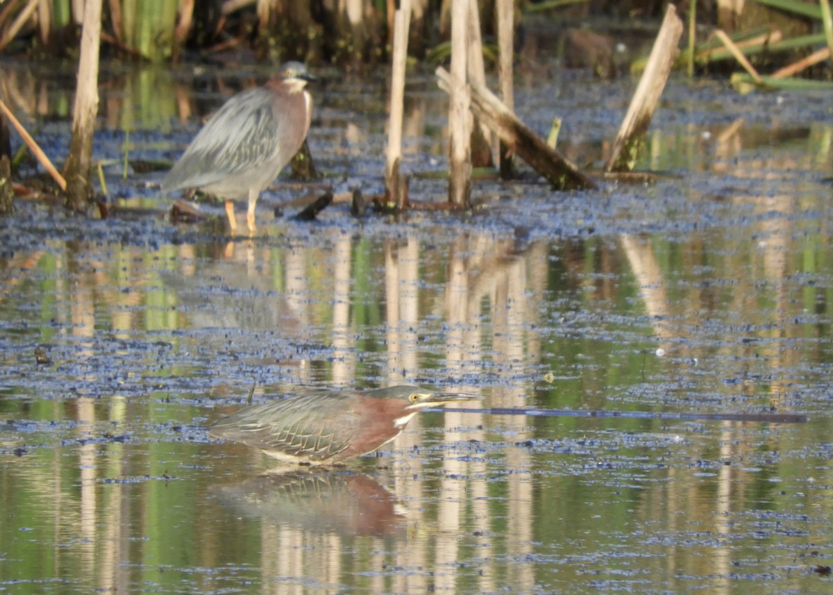 Green Heron - ML620894464