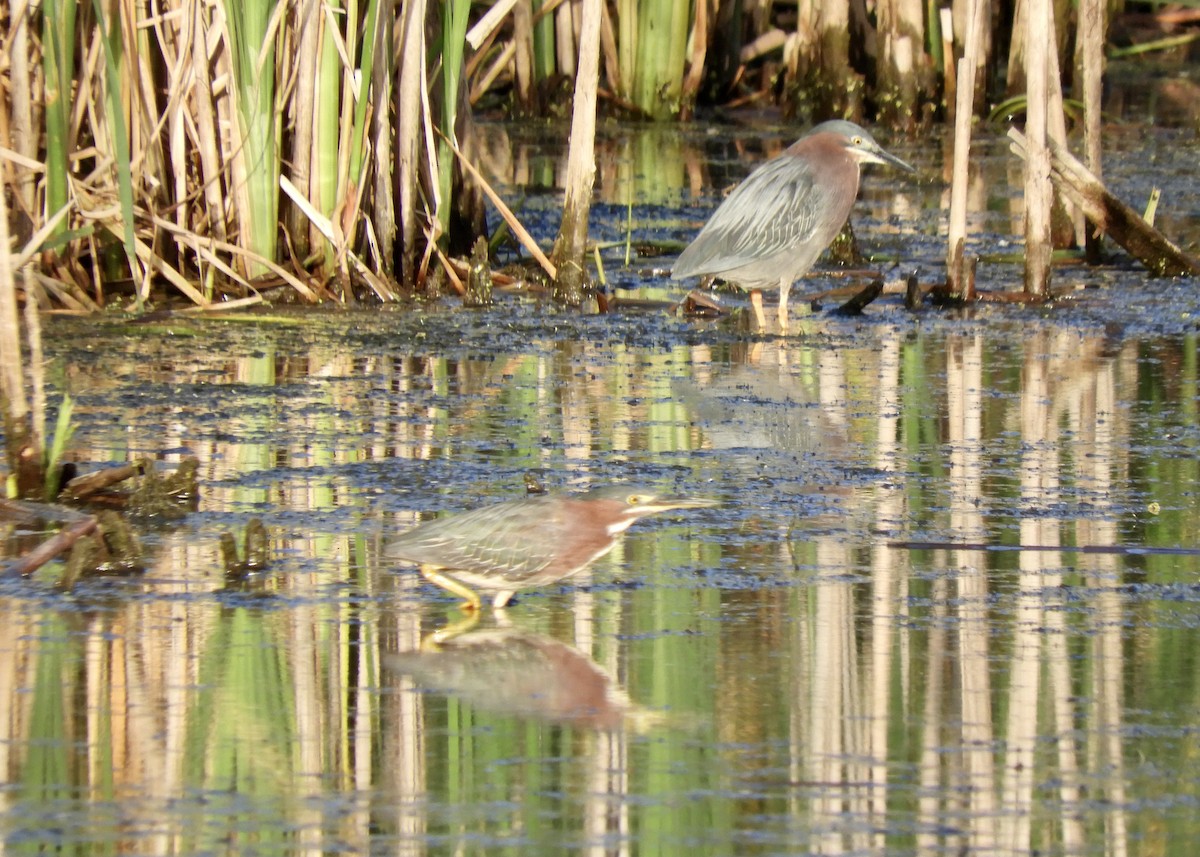 Green Heron - ML620894465