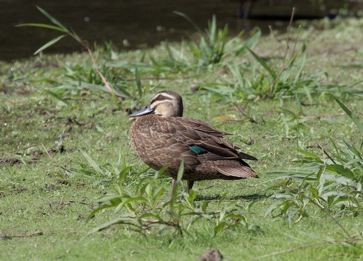 Canard à sourcils - ML620894467