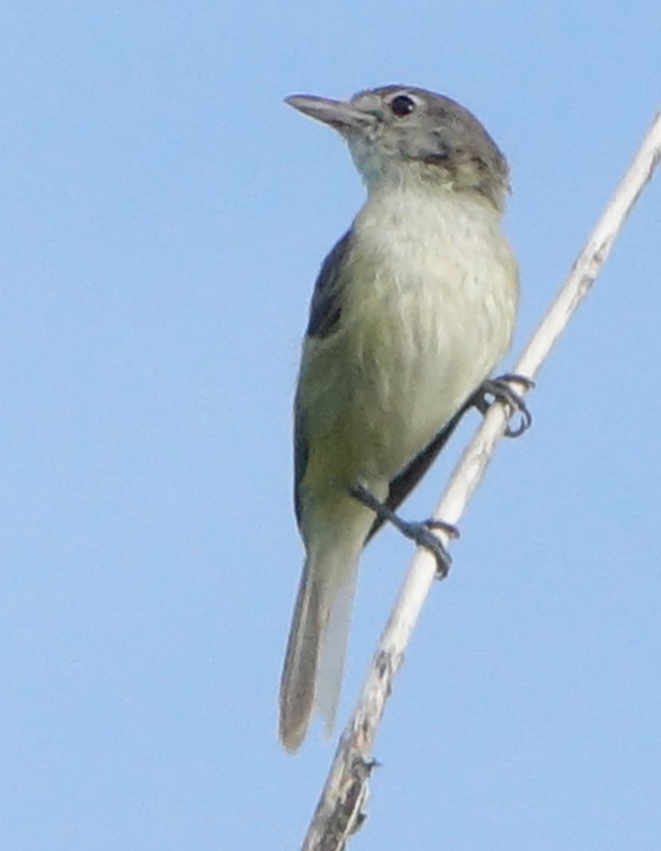 Bell's Vireo - ML620894469