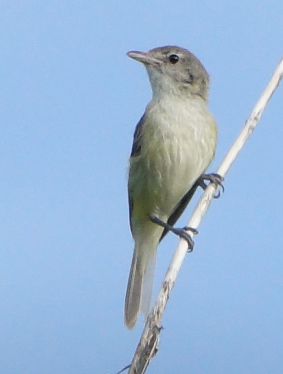 Bell's Vireo - Carolyn Ohl, cc