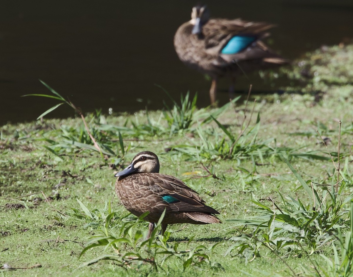 Canard à sourcils - ML620894471