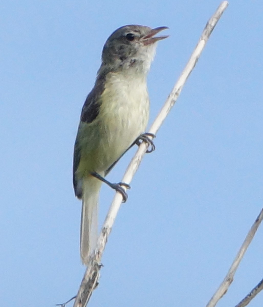 Bell's Vireo - ML620894472