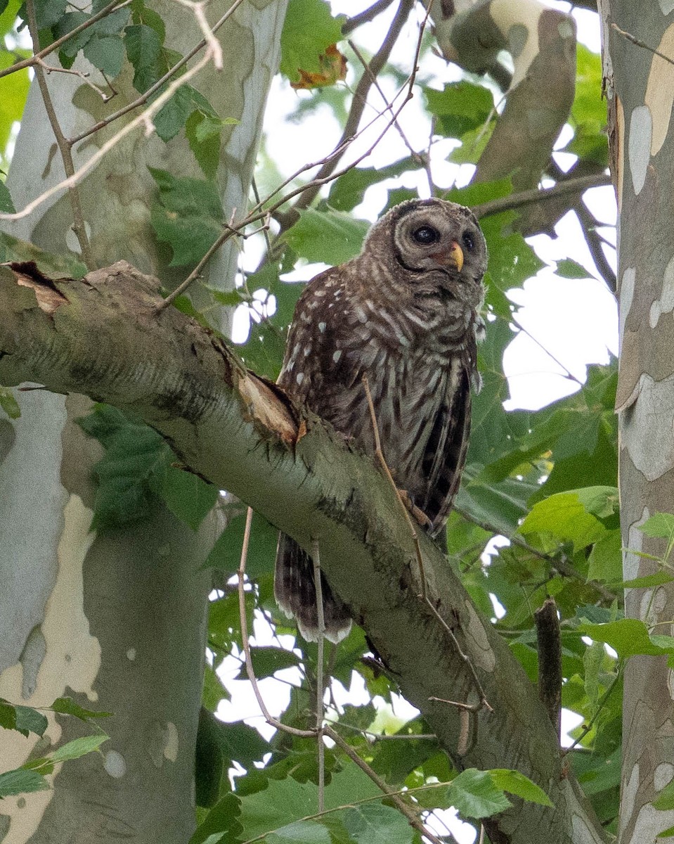 Barred Owl - ML620894474