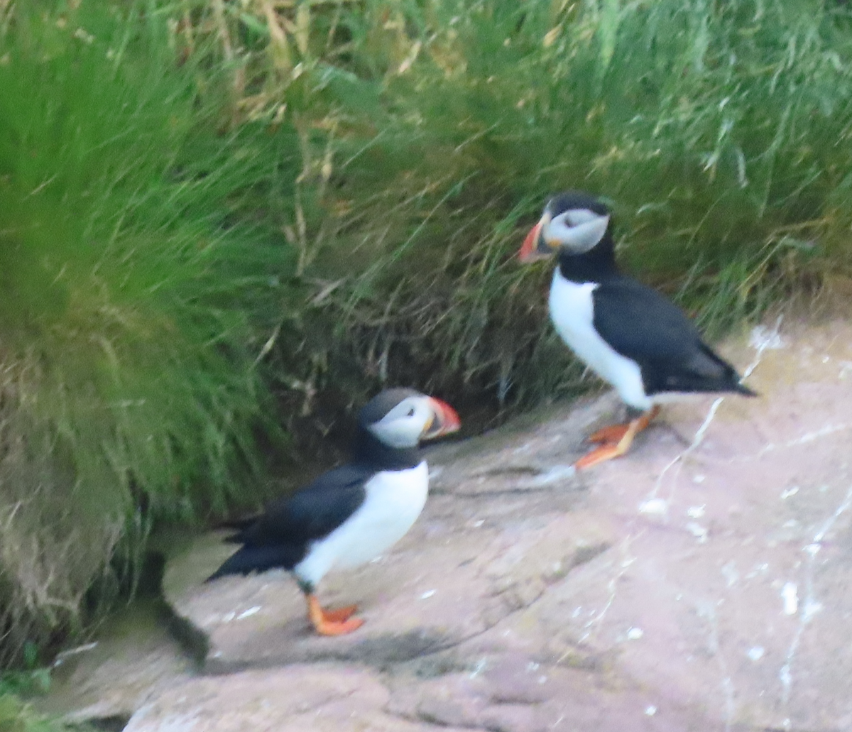 Atlantic Puffin - ML620894475