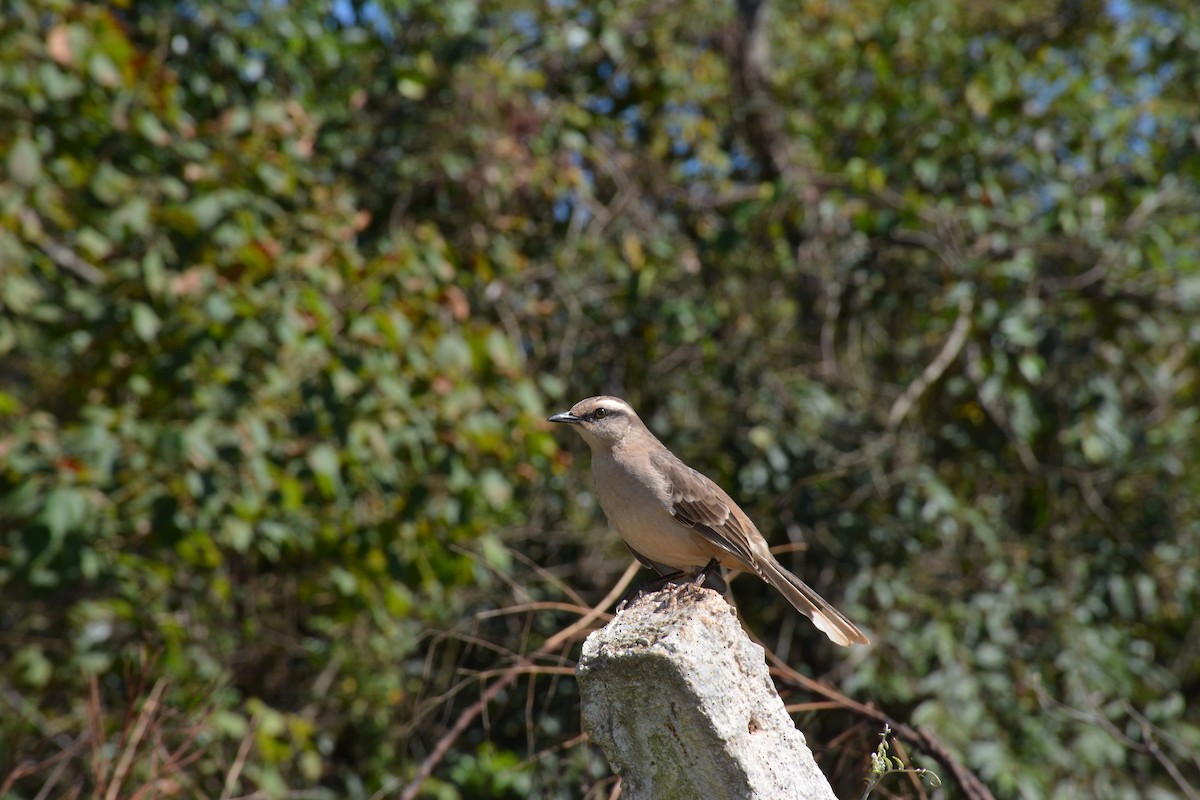 Chalk-browed Mockingbird - ML620894477