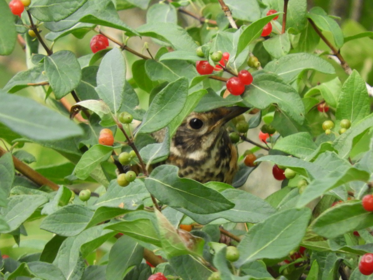 American Robin - ML620894481