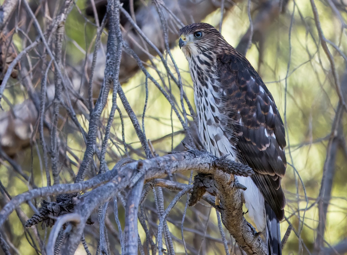 Cooper's Hawk - Daniel Ward