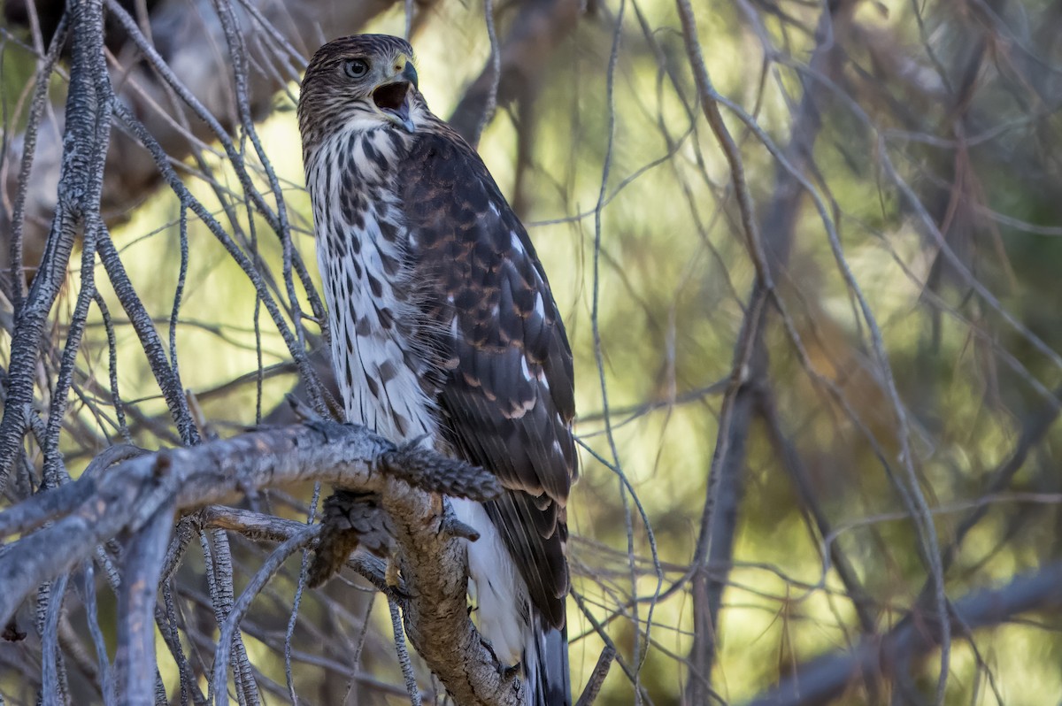 Cooper's Hawk - ML620894484