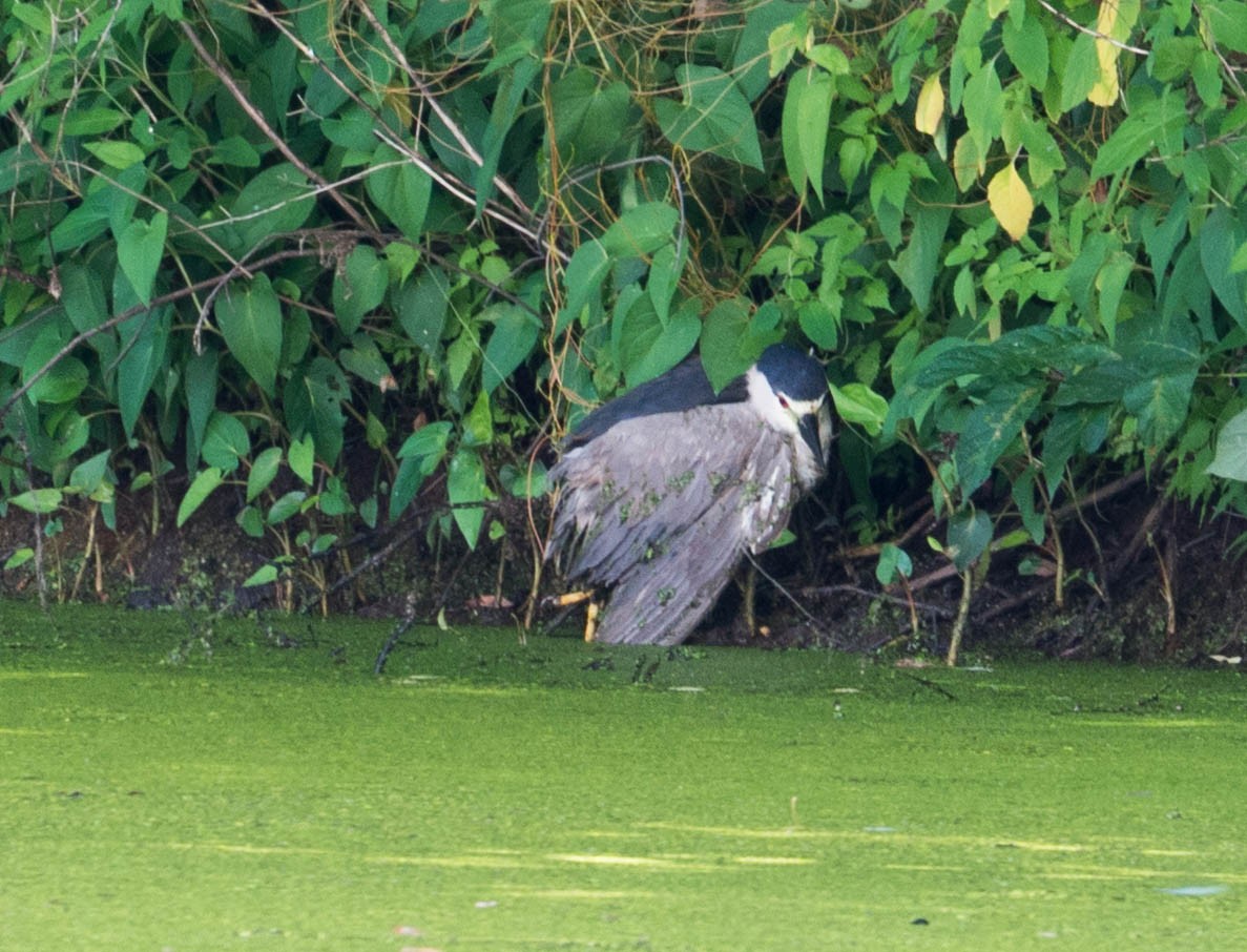 Black-crowned Night Heron - ML620894487