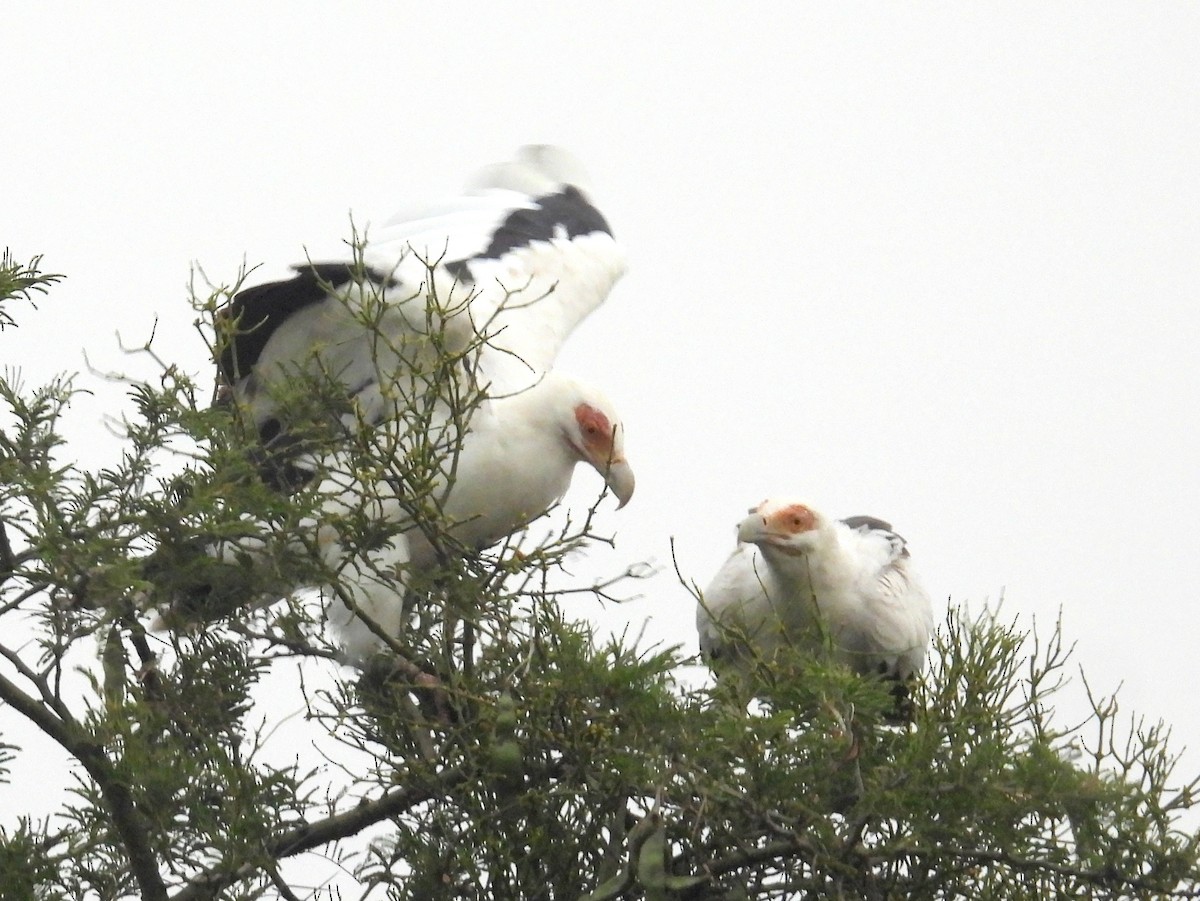 Palm-nut Vulture - ML620894492