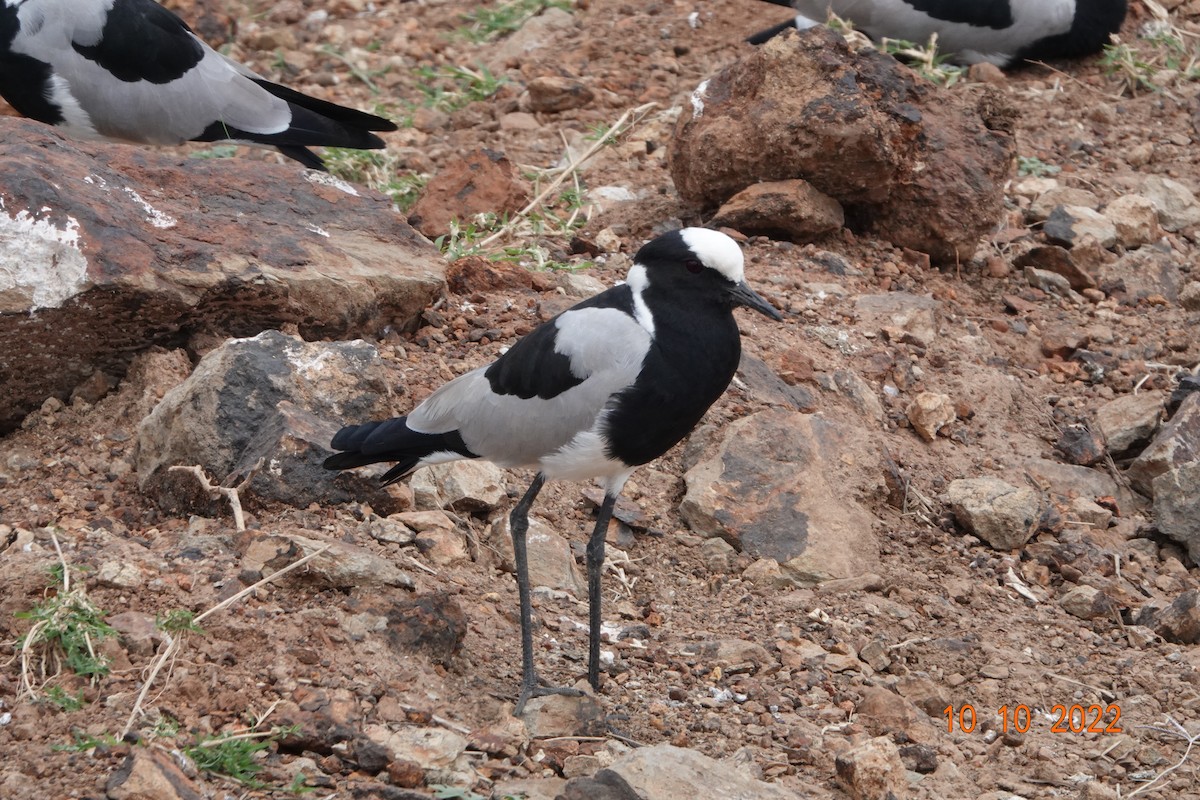 Blacksmith Lapwing - TONY STEWART