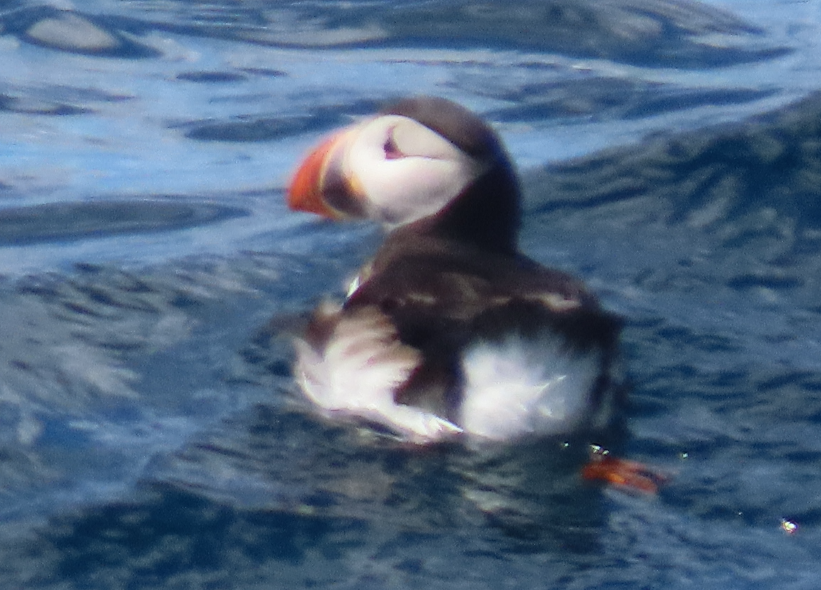 Atlantic Puffin - ML620894496