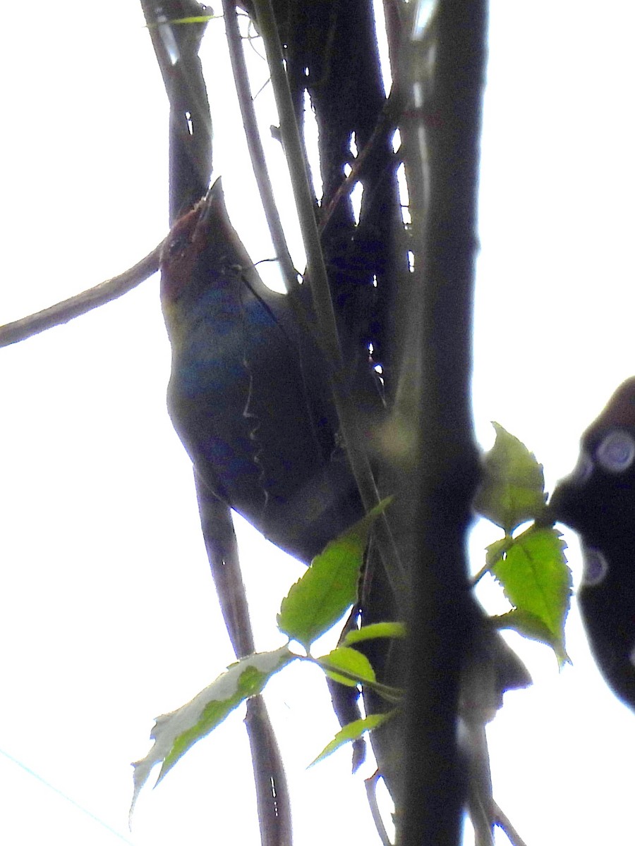 Bay-headed Tanager - ML620894500