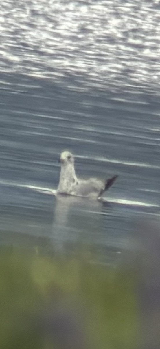 Ring-billed Gull - ML620894501