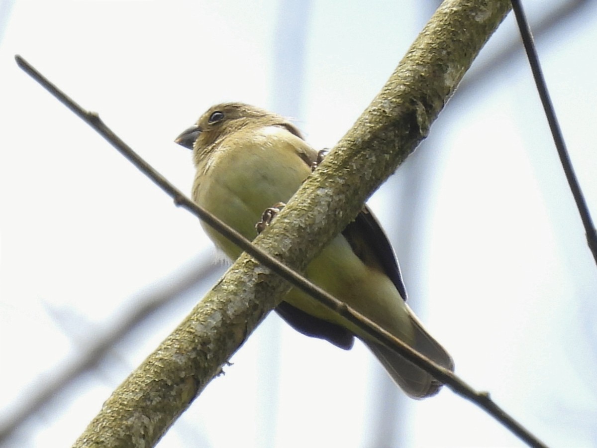 Gray Seedeater - ML620894505