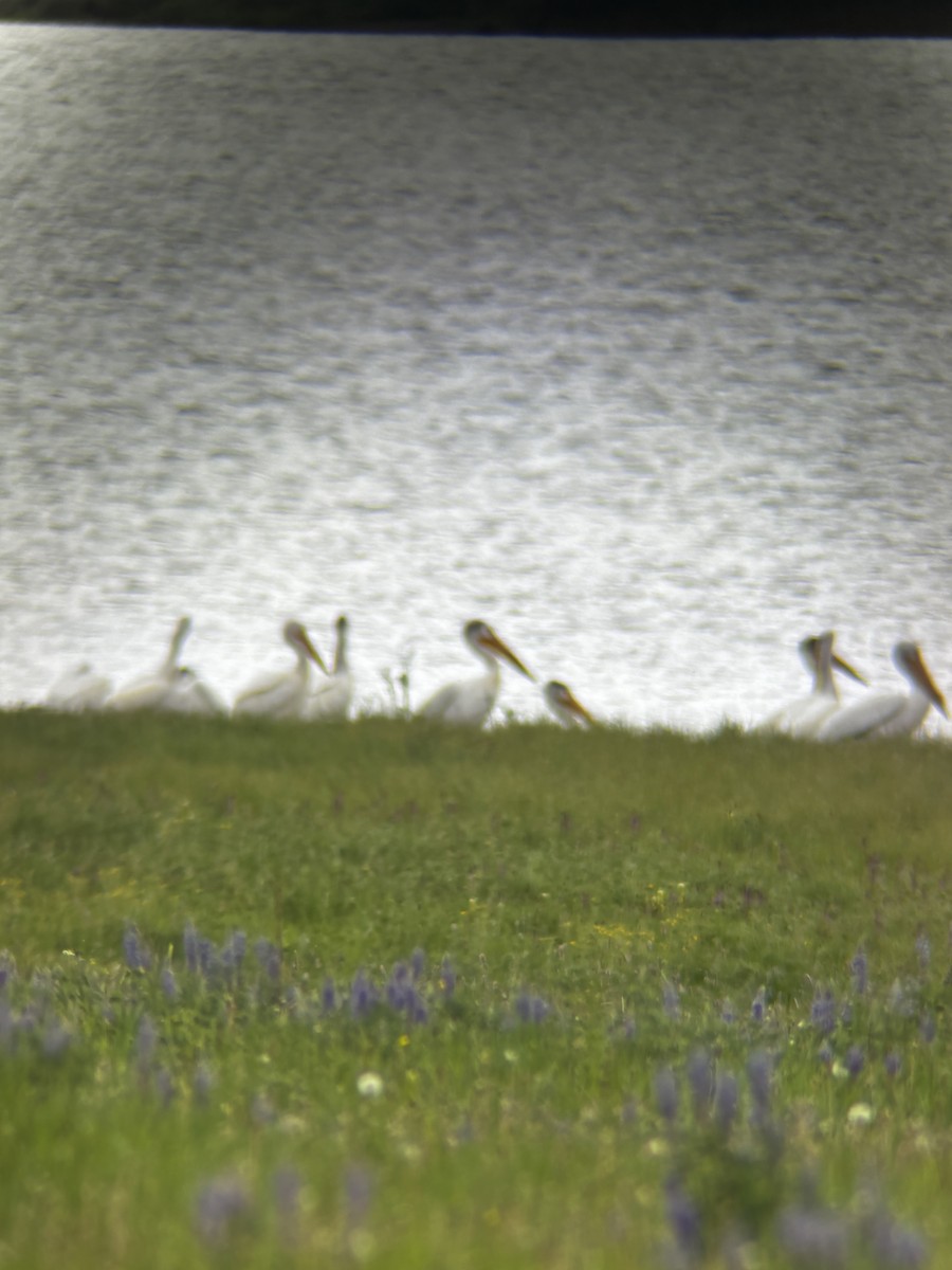 American White Pelican - ML620894507