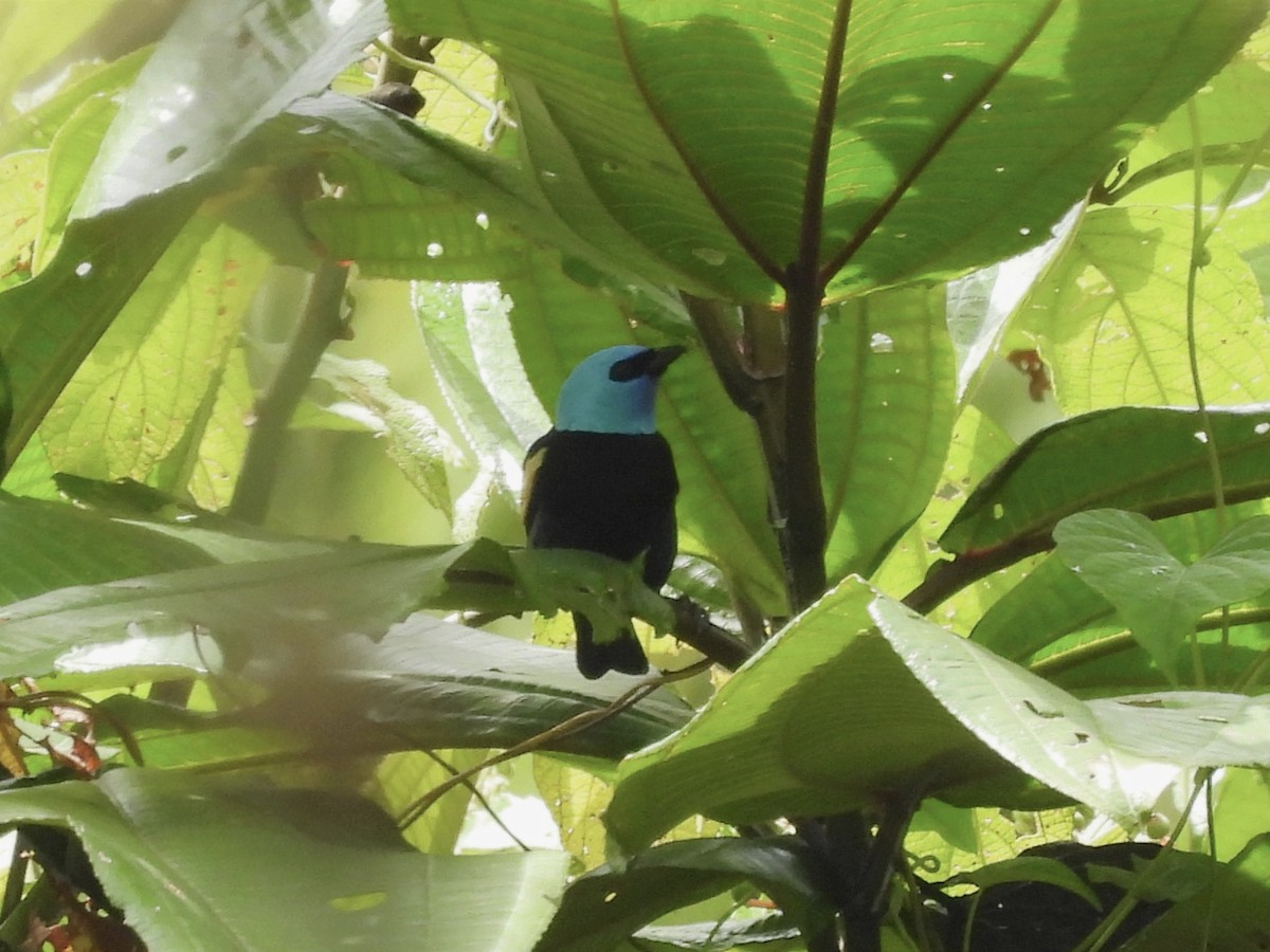 Blue-necked Tanager - ML620894509