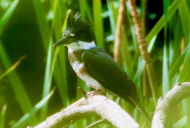 Belted Kingfisher - ML620894510