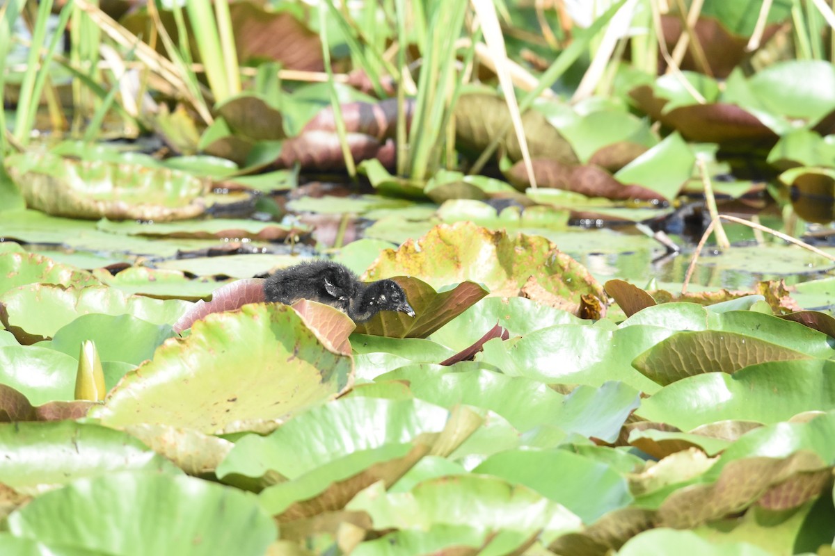 Purple Gallinule - ML620894512