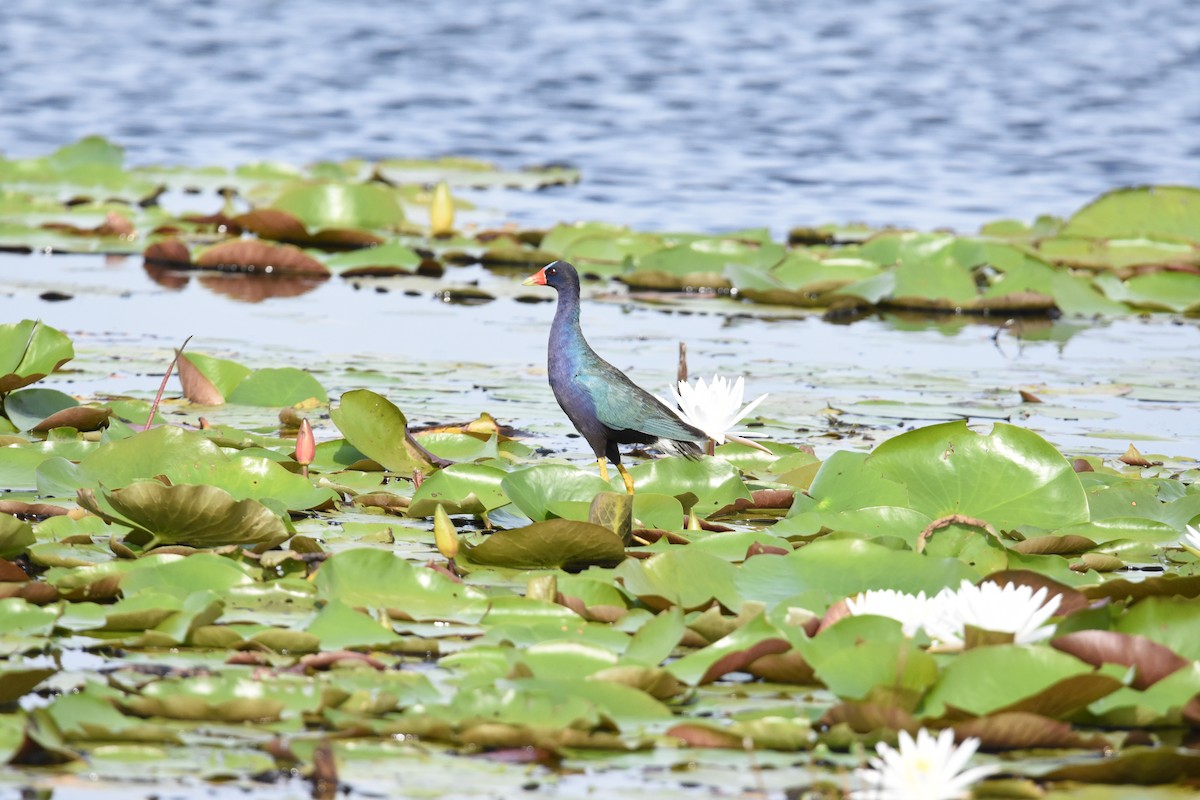 Purple Gallinule - Colin Krug