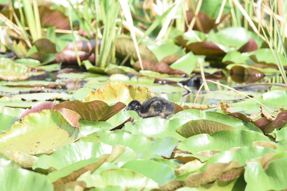 Purple Gallinule - ML620894516