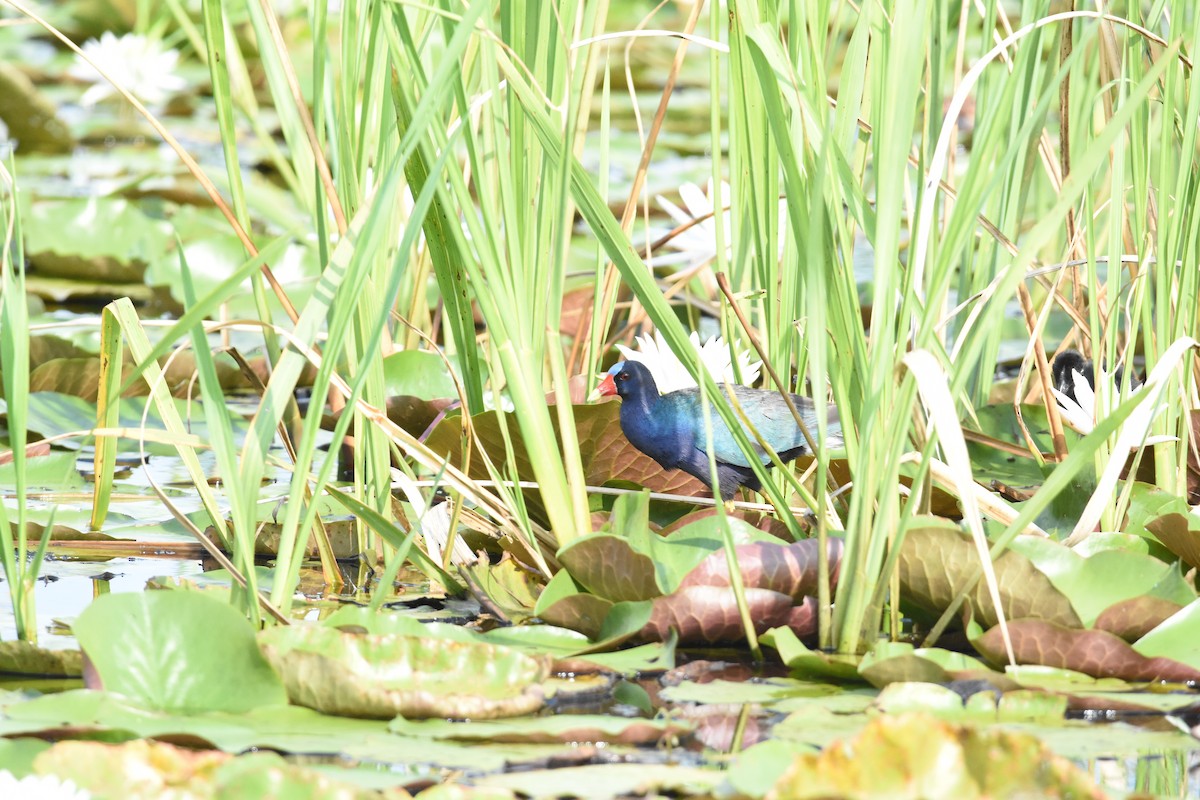 Purple Gallinule - ML620894517