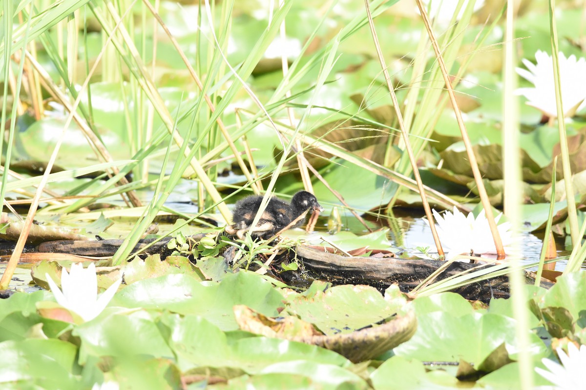 Purple Gallinule - ML620894518