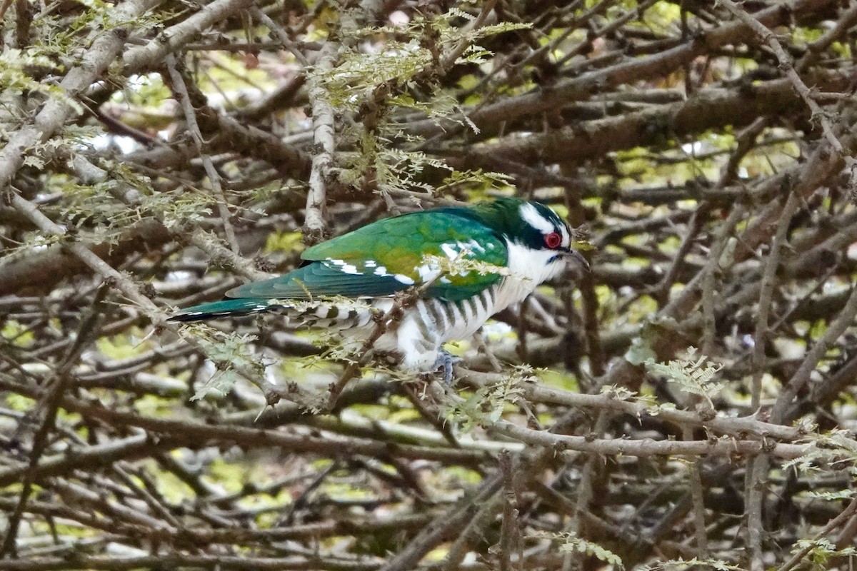 Dideric Cuckoo - ML620894520